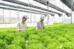 Hydroponic vegetable cultivation model at the High-Tech Agricultural Park (Photo daibieunhandan.vn)