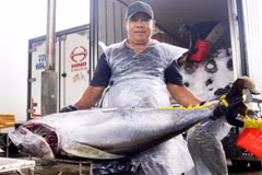 Tam Quan fishing port is central Vietnam’s largest offshore tuna fishing hub. (Photo: VASEP)