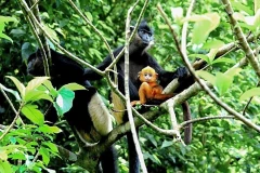 The limestone forest area in Kim Bang, merged into Ninh Binh province as of July 1, 2025, is currently home to the world’s second largest population of Delacour’s Langur (Trachypithecus delacouri), estimated at 120–150 individuals (Photo: VNA)