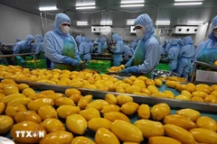 Processing mangos for export (Photo: VNA)