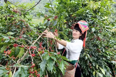 Harvesting coffee in the northern province of Son La. (Photo: VNA)