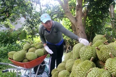 Harvesting Ri6 durian. ( Photo: VNA)