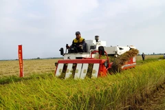 Cultivating rice with low emissions in the Mekong Delta (Photo: VNA)