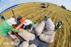 Vietnam its position as one of the world's top three rice exporting countries. (Photo: VNA)