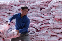 A worker loads rice packs for exports. (Photo: VNA)