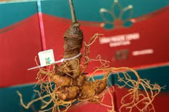 Ngoc Linh ginseng is found within a narrow ecological zone around the peak of Ngoc Linh Mountain. (Photo: VNA)
