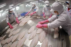 Freezing tra fish fillet products for export at a factory of the Sao Mai Group. (Photo: VNA)