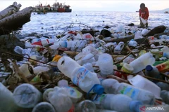 Illustrative photo (Photo: Antara)