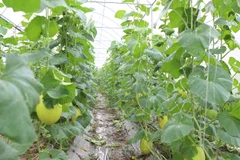 Bac Ninh province aims to further expand organic farming models and promote the adoption of high-tech agricultural practices. (Photo: bacninh.gov.vn)