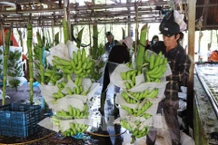 Farmers process bananas before supplying to the market. (Photo: VNA)