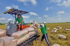  Low-emission rice marks breakthrough in Vietnamese rice sector’s green transformation