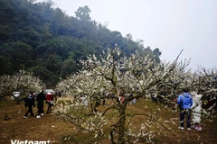 A plum blossom garden in Moc Chau (Photo: VNA)