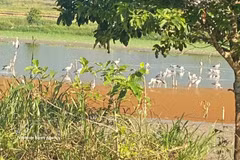 Rare black-necked cranes are seen around La Bang Lake in Dinh Cuong commune, the central province of Quang Ngai. (Photo published by VNA)