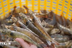 Thailand hopes to resume shrimp exports to Malaysia soon