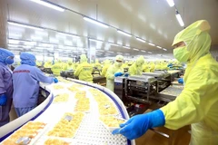 Workers process shrimp for export. (Photo: VNA)