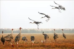 The Tram Chim National Park was previously home to a large population of red-crowned cranes, with a recorded number of more than 1,000 birds arriving during their annual migration. (Photo: VNA)