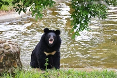 A bear at the Vietnam Bear Rescue Centre of Bach Ma National Park, Hue city.