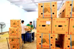 Export durian batches. China has tightened the inspection of Basic Yellow 2 (BY2) residues in durian batches exported from other countries into their market, including Vietnam (Photo: VNA)