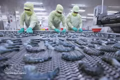 Freezing black tiger shrimp for export at a processing plant of the Minh Phu Seafood Corporation. (Illustrative image. Photo: VNA)