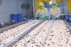 Shrimp processed for export at Huy Nam Company. A number of Vietnamese seafood exporters are participating in the Seafood Expo North America in Boston. (Photo: VNA)