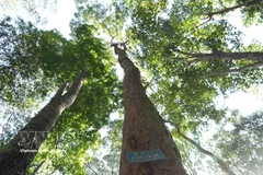 The population of trac (Dalbergia cochinchinensis) trees is strictly protected in the Dak Uy special-use forest. (Photo: VNA)
