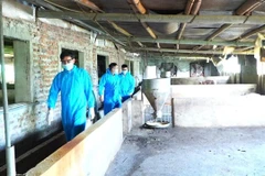 Authorities inspect livestock farms in Hanoi's Lien Minh commune. (Photo: thuonghieucongluan.com.vn)