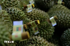 Durian fruit is carefully graded before being packed for export to China. (Photo: VNA)