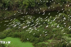 In the breeding season, from the eighth to fourth lunar months, the number of birds in Thung Nham could reach tens of thousands. (Photo: VNA)