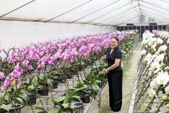 The high-tech orchid cultivation model of Dan Hoai Cooperative generates considerable economic value. (Photo: hanoimoi.vn)