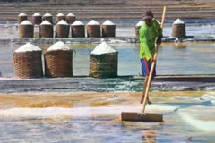 A farmer harvesting salt in the salt pond area of ​​Kedungmalang village, Jepara, Central Java, on July 30, 2024. (Photo: Antara)