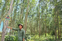 A large-timber plantation model in Gia Lai province (Photo: VNA)