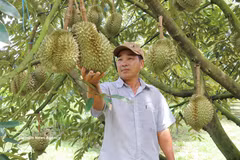 At a durian farm in Lam Dong province. (Photo: VNA)