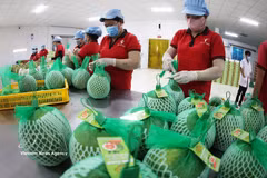 Workers prepare pomelo for export to Australia. (Photo: VNA)