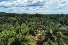 Indonesia tightens management of forest resources