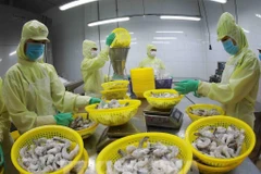 Workers at a Minh Phu JSC factory process frozen shrimp for export. (Photo: VNA)