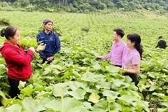 A credit officer from the Vietnam Bank for Social Policies (VBSP) in Phu Tho province guides residents on utilising borrowed capital for intended purposes and effective investment. (Photo: VietnamPlus)