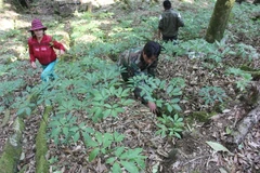 Farmers grow Ngoc Linh ginseng at a farm on the canopy of a forest in Quang Nam province (Photo: VNA)