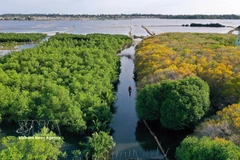 Ru Cha forest is the only remaining primary mangrove ecosystem on Tam Giang Lagoon, located in Hoa Chau ward, about 10km from downtown Hue. (Photo: VNA)