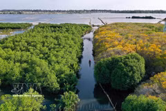 Ru Cha forest is the only remaining primary mangrove ecosystem on Tam Giang Lagoon, located in Hoa Chau ward, about 10km from downtown Hue. (Photo: VNA)