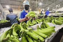 Illustrative image (Photo: VNA)