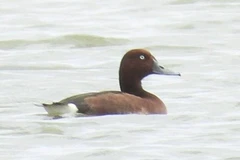 The ferruginous duck (Aythya nyroca) found at Hac Hai Lagoon (Photo: Phong Nha – Ke Bang National Park)