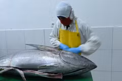 Indonesia grants 0% tariff incentive on tuna exports to Japan