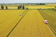 Farmers in Hue harvest rice on a large-scale field. (Photo: VNA)