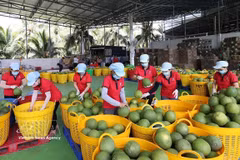 Workers sort green pomelos for export at the Vina T&T Group factory in Vinh Long province. (Photo: VNA)