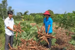 Farmers in Tay Ninh province harvest cassava. The nationwide rollout of E10 biofuel gasoline is creating significant market demand for domestically produced ethanol. (Photo: VNA)