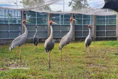 Sarus cranes are cared for at the conservation facility of the Tram Chim National Park in Dong Thap province. (Photo: VNA)