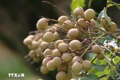 Illustrative image (Photo: VNA)