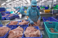 Tra fish is processed for exports. (Photo: VNA)