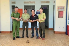 Five elongated tortoises are transferred to the Dak Doa area forest protection unit. (Photo: VNA)