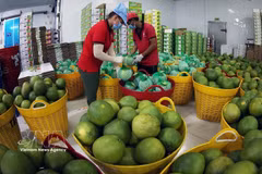 Green-skinned pomelos are dried after washing before being packaged for export at the Vina T&T Group processing facility in Vinh Long province. (Photo: VNA)